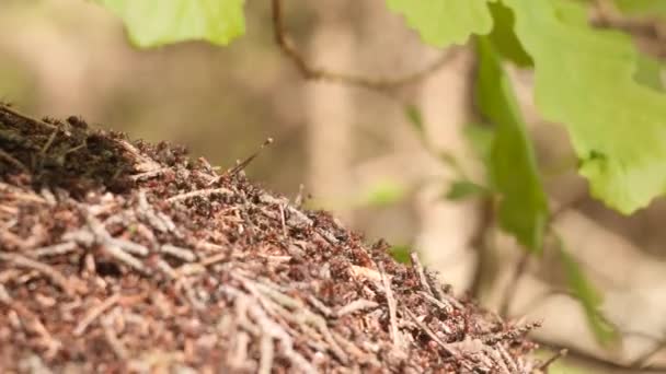 Grande formigueiro com colônia de formigas vermelhas sob o galho de carvalho na floresta de sol de verão em câmera lenta fechar vídeo 4K . — Vídeo de Stock