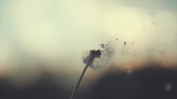 Dandelion surpreendente, soprando pelo vento no fundo azul do céu no nascer do sol back-light. Movimento lento em 4K. Tiro com câmera de alta velocidade . — Vídeo de Stock