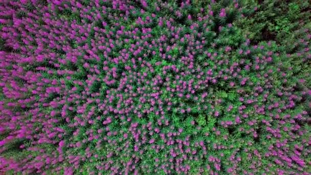 Letím nad vrbovým čajovým polem. Krásné levandulové barvy. Slunečný letní den. 4K — Stock video