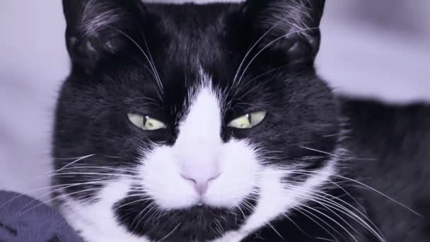 Lindo esmoquin blanco y negro gato mirando a la cámara — Vídeo de stock