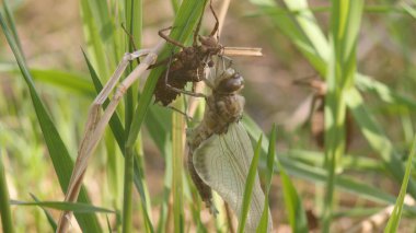 Yusufçuk doğumu. Bir yusufçuk larva derisinden yeni çıktı ve kanatlarının açılıp kurumasını bekliyor. 4K, kapat.