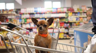 Küçük köpek süpermarket arabasında oturuyor ve 4K yavaş çekimde etrafa bakıyor.