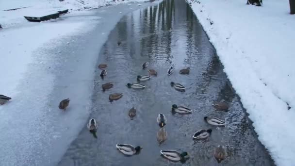 Uno stormo di anatre che nuotano nel ghiaccio su uno stagno ghiacciato — Video Stock