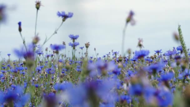 花の夏のフィールドの青い牧草地の上に前方に移動するカメラは、 UHDカメラで近い遅いmo 4Kビデオで人々をせずに花を編む — ストック動画