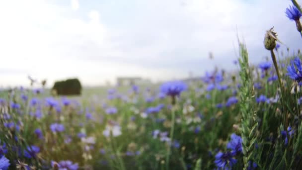 Pszczoła latająca nad piękną niebieską łąką knapweed dzikie kwiaty w kwiatowym letnim polu bez ludzi w zamazanym zbliżeniu powolne mo 4K tło wideo na aparacie UHD — Wideo stockowe