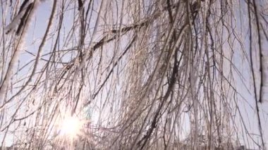 Kış ormanlarında güneş ışığıyla kaplanmış dallar. Güneş karla kaplı ağaç dallarının arasından parlıyor. Kış masalı. Kış ormanında güneş ışınları