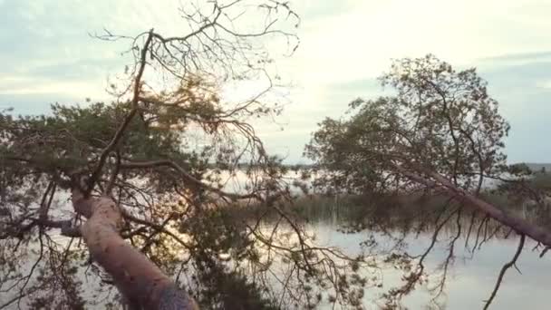 O drone voa sobre os pinheiros caídos na água. De manhã cedo no lago, belo nascer do sol, lugar deserto. Conceito de protecção ambiental — Vídeo de Stock