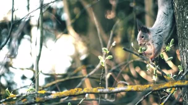 Rode eekhoorn hangt ondersteboven aan een boom en eet elzenbloemen. Voorjaar, bos, milieubescherming — Stockvideo