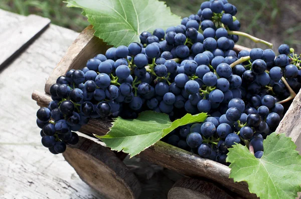 Grandes Cachos Uvas Azuis Maduras Uma Caixa Madeira — Fotografia de Stock