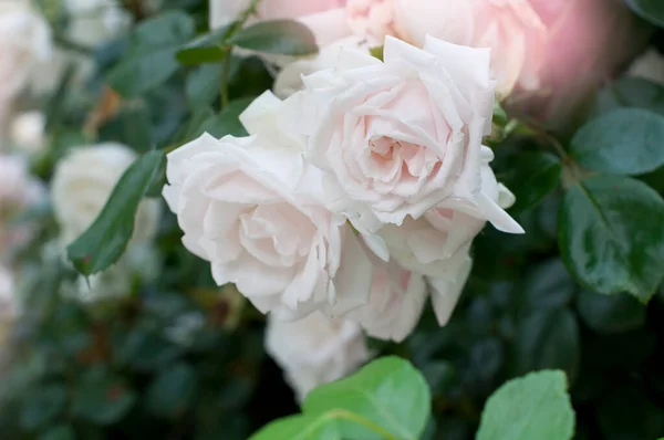 Gyengéden Rózsaszín Gyönyörű Rózsák Rózsabokor — Stock Fotó