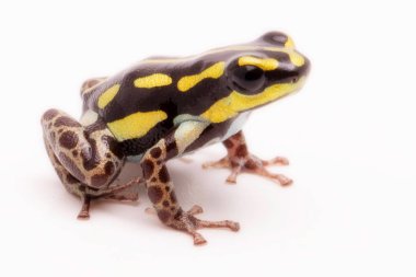 Makro bir zehirli dart veya ok kurbağa, Ranitomeya flavovittata. Sarı çizgili zehirli kurbağa tropik Amazon yağmur ormanı Peru üzerinden. Beyaz arka plan üzerinde izole. 