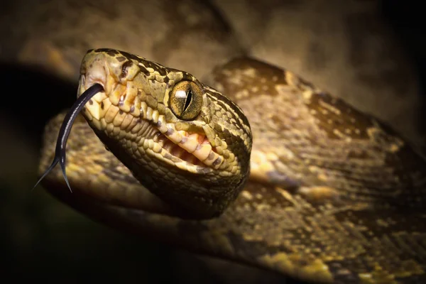 Тропічний Змія Дерево Boa Corallus Hortulanus Змія Тропічних Лісів Амазонки — стокове фото