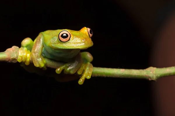 Amazon Yağmur Ormanlarında Yeşil Ağaç Kurbağası — Stok fotoğraf