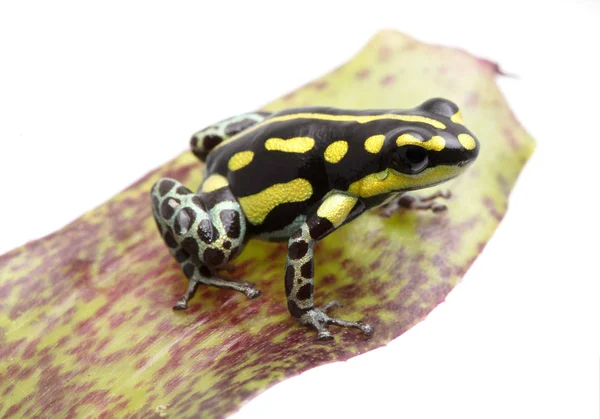 黄色ストライプ毒投げ矢のカエル Ranitomeya Flavovitata ペルーの熱帯アマゾンの熱帯雨林から美しい小さな有毒動物 — ストック写真