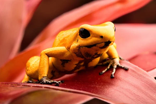有毒的毒箭蛙 致命的动物冻毒飞镖蛙 叶状动物 哥伦比亚亚马逊雨林中最有毒的青蛙 — 图库照片