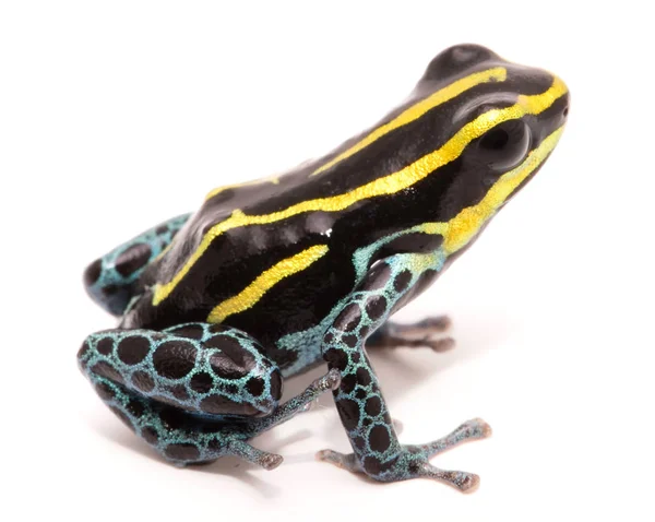 黄色条纹毒箭蛙 文特里马库拉塔 一个小的有毒动物的宏观 从亚马逊雨林 在白色上晒黑的青蛙 — 图库照片