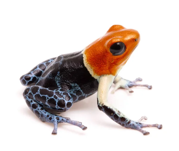 Pfeilgiftfrosch Oder Pfeilgiftfrosch Ranitomeya Fantastica Ein Schönes Kleines Giftiges Tier — Stockfoto