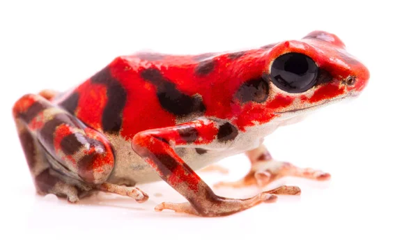 Roter Pfeilgiftfrosch Ein Tropisches Giftiges Regenwaldtier Oophaga Pumilio Isoliert Auf — Stockfoto