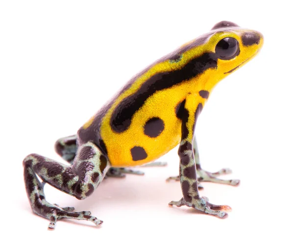 Poison Dart Frog Amphibain Vibrant Yelllow Tropical Poisonous Rain Forest — Stock Photo, Image