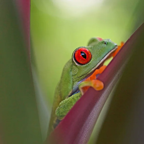 Czerwony Eyed Tree Frog Płaz Callidrias Ukrywanie Między Leafs Las — Zdjęcie stockowe