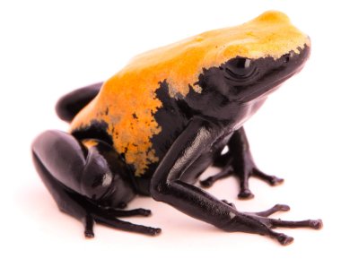 arka zehirli ok kurbağası, Dendrobates galactonotus Brezilya'da Amazon yağmur ormanından sıçrayan. Beyaz izole