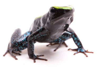 Kokoe zehirli ok kurbağası, Phyllobates aurotaenia. Tropik Amazon yağmur ormanı Kolombiya üzerinden çok zehirli ve tehlikeli bir hayvan. Beyaz arka plan üzerinde izole.