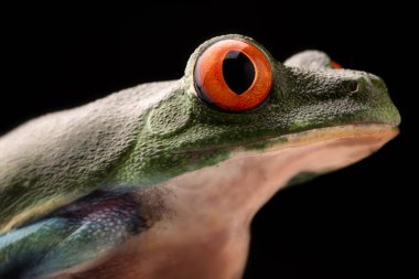 Göz kırmızı gözlü ağaç kurbağası, amfibi callydrias ya da maymun treefrog. Tropikal hayvan gelen yağmur ormanı, orta Panama ve Kosta Rika ormanda yaşayan Amerika,