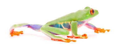 Kırmızı gözlü ağaç tarama ya da beyaz arka plan üzerinde yürüme kurbağası.