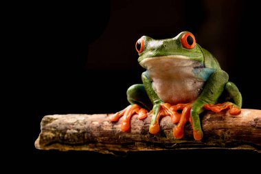 Kırmızı gözlü ağaç kurbağası gece Kosta Rika yağmur ormanlarında bir dal üzerinde. Agalchnis callydrias ya da maymun treefrog gece bir hayvandır.