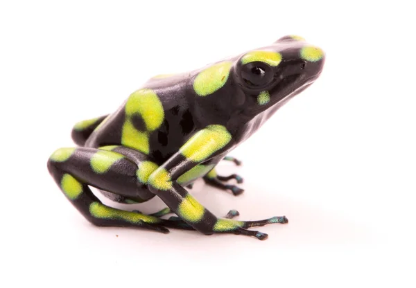Poison Arrow Frog Isolated White Background Dendrobates Auratus Poisonous Animal — Stock Photo, Image