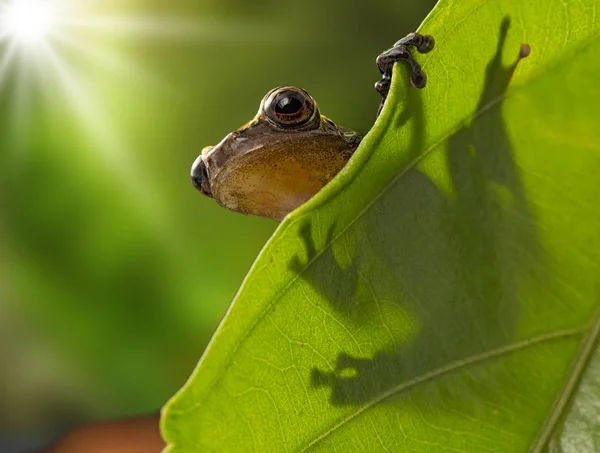 Dendropsophus Manonegra コロンビアのアマゾンの熱帯雨林から熱帯雨林カエルの葉の上のアマガエル — ストック写真