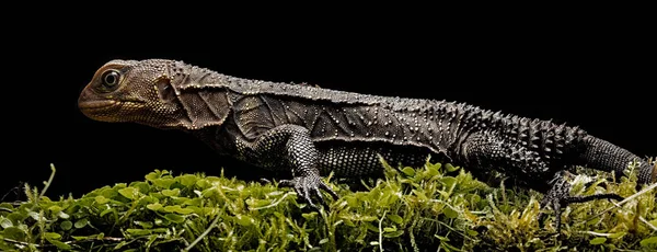 Amazon Rain Forest Dragon Enyalioides Tropical Lizard Amazonian Rain Forest — Stock Photo, Image
