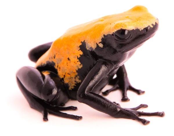 Volta Salpicada Sapo Dardo Venenoso Dendrobates Galactonotus Floresta Amazônica Brasil — Fotografia de Stock