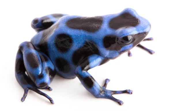 Синяя Ядовитая Лягушка Dendrobatees Auratus Ядовитое Животное Тропических Лесов Центральной — стоковое фото