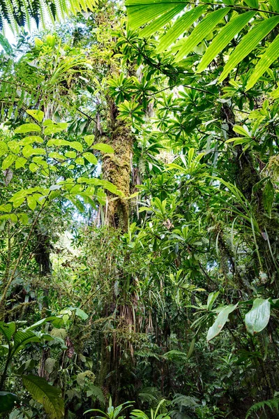 lush green vegetation in tropical Amazon rain forest of Colombia