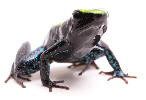 Kokoe Poison Dart Frog Phyllobates Aurotaenia Very Poisonous Dangerous Animal — Stock Photo, Image