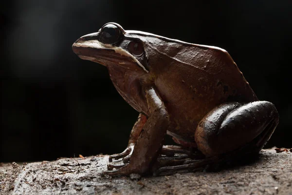 Frog Leptodactylus Rhodonotus Una Imagen Bajo Perfil Con Luz Fondo —  Fotos de Stock