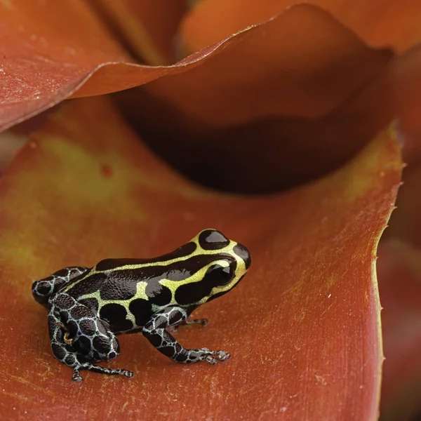 Zehirli Kurbağası Ranitomeya Kopyacı Baja Huallaga Küçük Bir Zehirli Hayvan — Stok fotoğraf