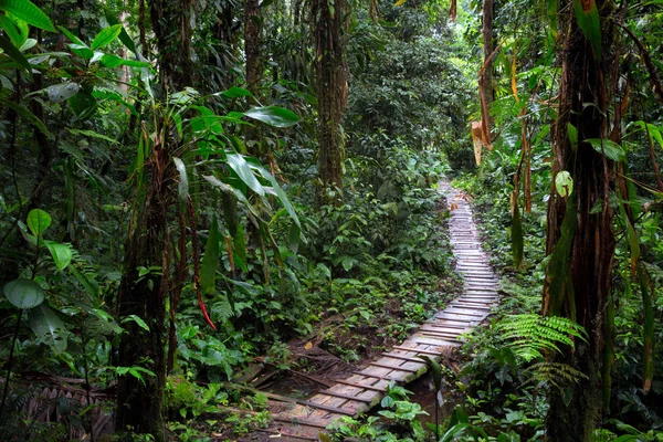 Дощ Лісовими Стежками Тропічних Лісів Амазонки Колумбії Дерев Яний Шлях — стокове фото