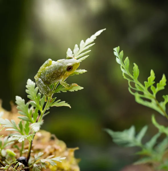 Amzon Yağmur Ormanlarında Küçük Pristimantis Kurbağa — Stok fotoğraf