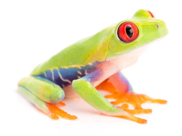 Listovnice Červenooká Nebo Red Eyed Opice Rosnička Deštného Pralesa Panamy — Stock fotografie