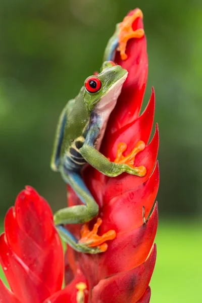 Red Eyed Boomkikker Zittend Bromelia Bloem — Stockfoto