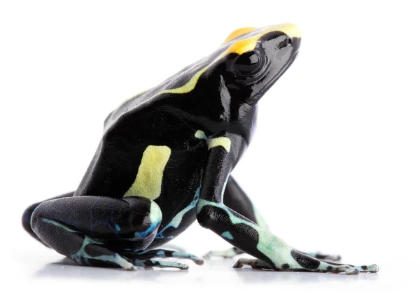 Yellow Back Dyeing Poison Dart Frog Tropical Poisonous Animal Isolated — Stock Photo, Image