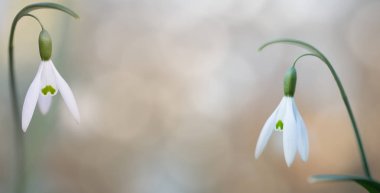  kar çifti erken bahar beyaz kır çiçeği, arka plan damla. Galanthus nivalis kış ve yılın ilk kır çiçekleri sırasında çiçeklenme.