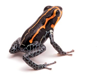 zehirli ok kurbağası, Ranitomeya kopyacı, Yumbatos. Peru tropik Amazon yağmur ormanlarında bir küçük zehirli yağmur ormanı hayvandan. Beyaz adam izole