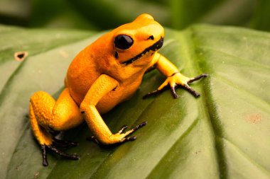 zehirli ok kurbağası, Phyllobates terribilis turuncu. Kolombiya, tehlikeli bir amfibi uyarı renkleri ile Amazon yağmur ormanlarında en zehirli hayvan. 