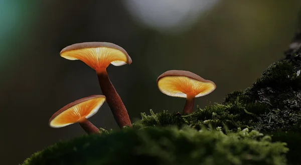 Mushroom Lanterns Autumn Forest Fairy Tale Lightpaiting Glowing Mushrooms Enchanted — Stock Photo, Image