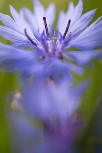 紫草甸野花在软焦点浅深度 仙人掌或棕色的木花 — 图库照片