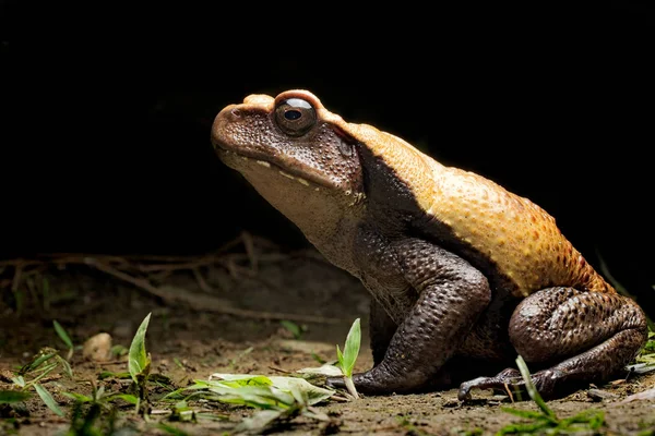 Große Tropische Regenwaldkröte Rhaebo Blombergi Aus Dem Tropischen Dschungel Kolumbiens — Stockfoto
