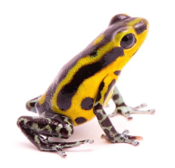 Pfeilgiftfrosch Ein Amphibain Mit Leuchtendem Gelb Tropischen Giftigen Regenwald Tier — Stockfoto